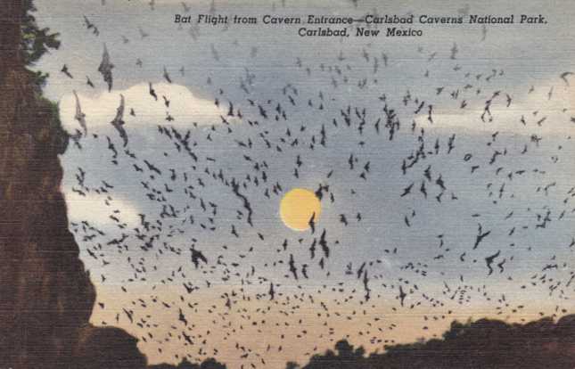 Bat Flight - Carlsbad Caverns