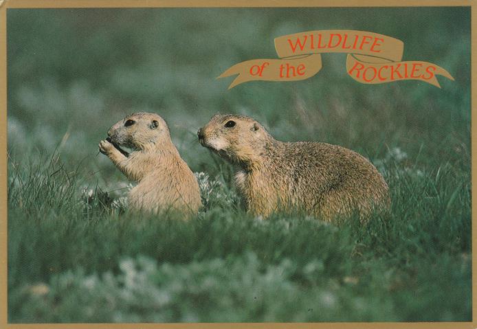 Prairie Dogs For Sale In Colorado Prairie Dogs For Sale In Colorado
