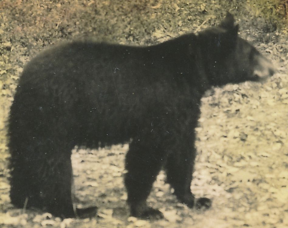 022WiBearB.jpg